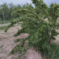 فروش