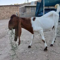 ۱۰۰۰۰|حیوانات مزرعه|راهگان, |دیوار