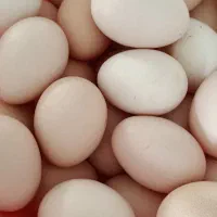 تخم مرغ محلی