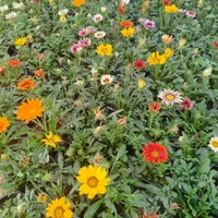 گل و گیاه فصلی|گل و گیاه طبیعی|شیراز, منصورآباد|دیوار