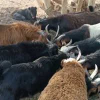 کهرچاق