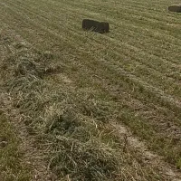 فروش یونجه سر زمین