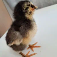 جوجه 24 روزه گلپایگانی مرغ و خروس