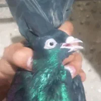 کفتر زاغ چشم نوک سفید