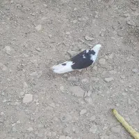 ۵تا کبوتر ۱ تومن
