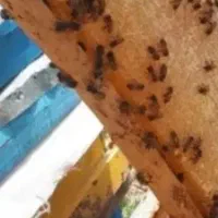 عسل موم دار سراب کوهای بزقوش