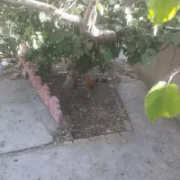 مرغ خروس