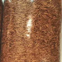 کرم میلورم خشک و زنده و آموزش پرورش|خزنده|محمدیه-قزوین, |دیوار