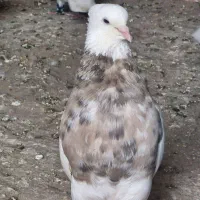 طوقی
