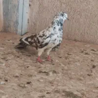 کبوتر تهرانی نر