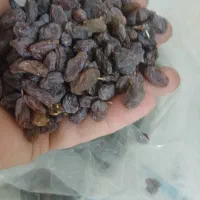 انواع کشمش آفتابی