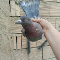 4عدد کبوتر خارجی