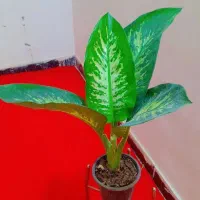 گل دیفن باخیا پربرگ برزگ