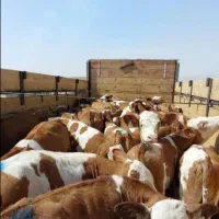 تولید و تهیه عرضه گوساله های پرواری