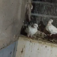 ۲۰عدد کبوتر.پرشی خوش ذات