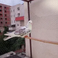 5 عدد فلش درجه یک نو