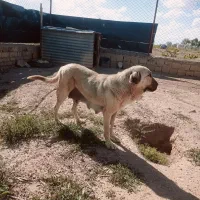 ماده عراقی شجره دار به همراه ۲طوله