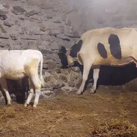 گاو شیری با گوساله نر اصل هلشتاین
