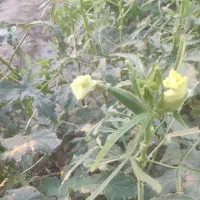 بامیه تازه چین