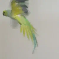 طوطی ملنگو