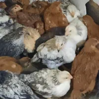 جوجه مرغ یک ماهه گلپایگان وجهادی