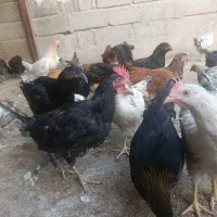 مرغ و خروس محلی