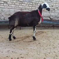میش ابستن جوان از قوچ پلنگی هترو ، گوسفند بره بز