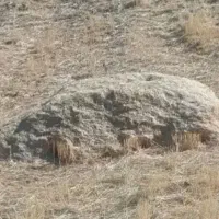 کاه