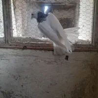 کفتر صید|پرنده|مشهد, چهنو|دیوار