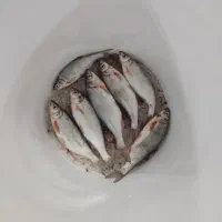 کولی سیاه
