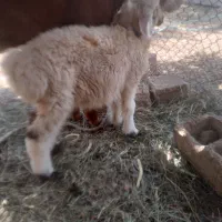 بره ماده