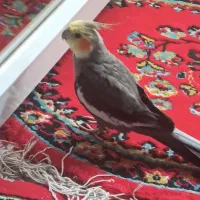 عروس هلندی نریک ساله