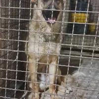 سگ نگهبان مالینویز