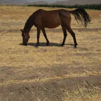 اسب|اسب و تجهیزات اسبسواری|درودزن, |دیوار