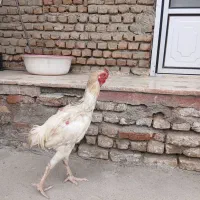 خروس لاری برزیلی