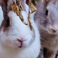 خرگوش ،خورموج