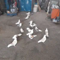 پشتار