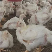 احتیاج به نیرو برای شستشو مرغداری