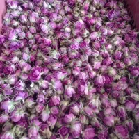 غنچه گل ممتاز امساله