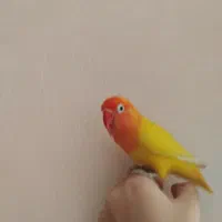 طوطی