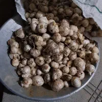 موسیر امروله