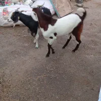 بزویک کهره ماده ابستن