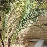 دو عدد پاجوش نخل برهی