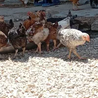 مرغ