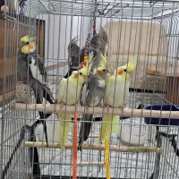عروس هلندی ۶ عدد