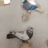 کبوتر صید