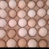 تخم مرغ محلی
