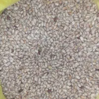 لوبیاچیت
