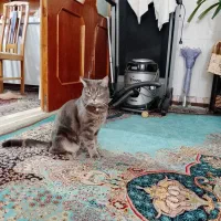 واگذاری گربه نژاددار
