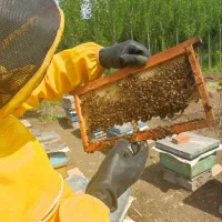 عسل طبیعی تابستان